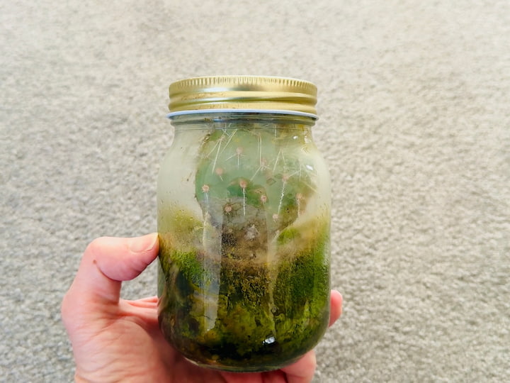 glass jar terrarium